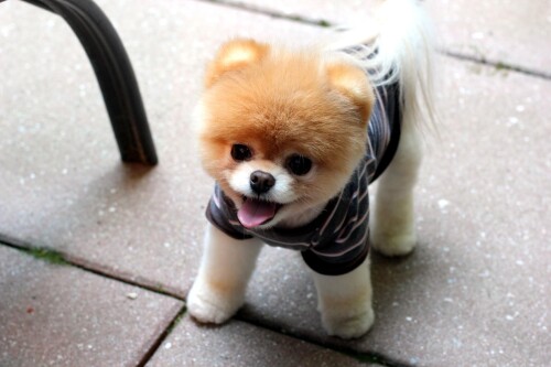 dogs2_0515.jpg