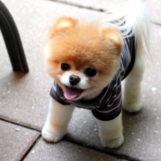 dogs2_0515