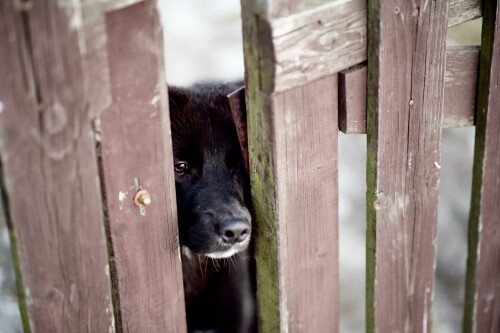 dogs2_0523.jpg