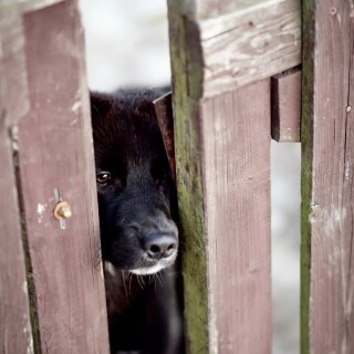 dogs2_0523