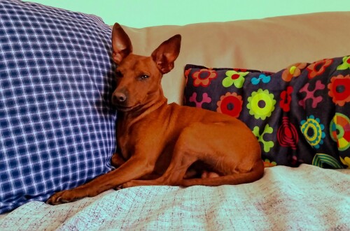 dogs2_0527.jpg