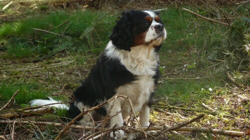 dogs2_0528.jpg