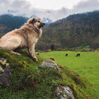 dogs2_0529