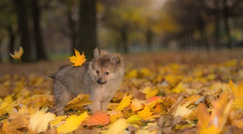 dogs2_0533.jpg