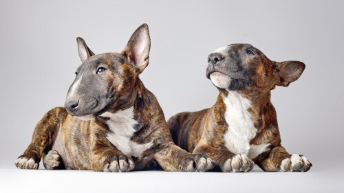 dogs2_0540.jpg