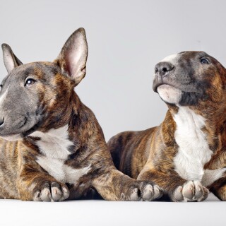dogs2_0540