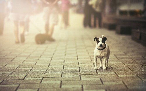 dogs2_0541.jpg