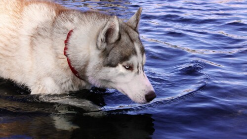 dogs2_0546.jpg
