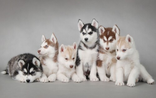 dogs2_0551.jpg