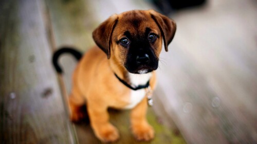 dogs2_0555.jpg