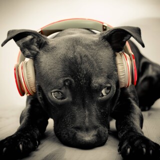 dogs2_0557