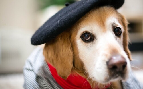 dogs2_0559.jpg