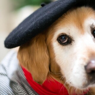 dogs2_0559