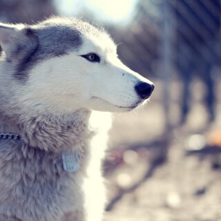 dogs2_0560