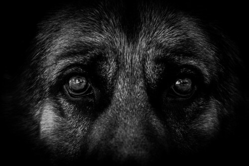dogs2_0561.jpg