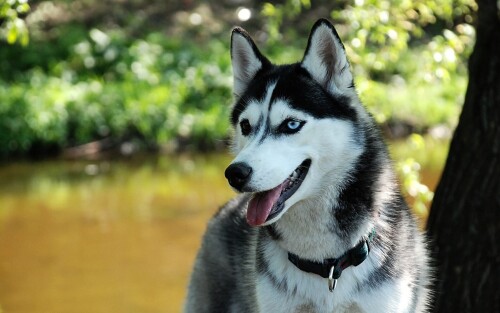 dogs2_0569.jpg