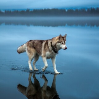 dogs2_0573