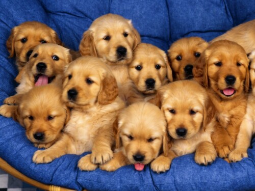 dogs2_0579.jpg