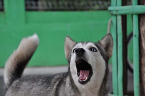 dogs2_0580.jpg