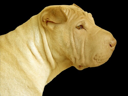 dogs2_0584.jpg