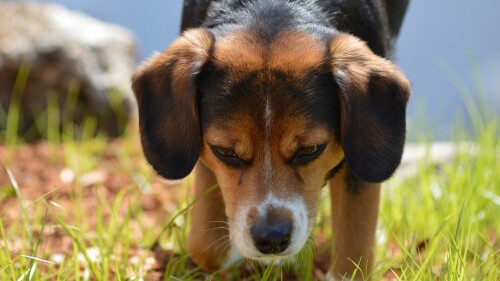 dogs2_0585.jpg