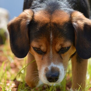 dogs2_0585