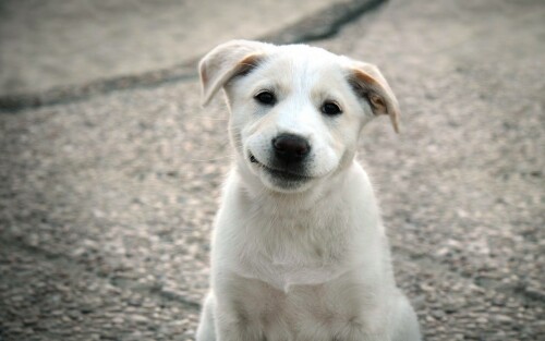 dogs2_0586.jpg