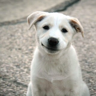 dogs2_0586