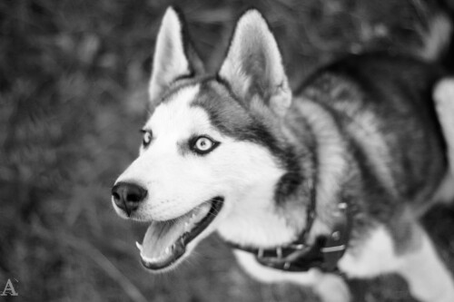 dogs2_0591.jpg