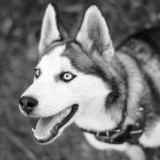 dogs2_0591