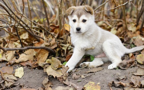 dogs2_0592.jpg