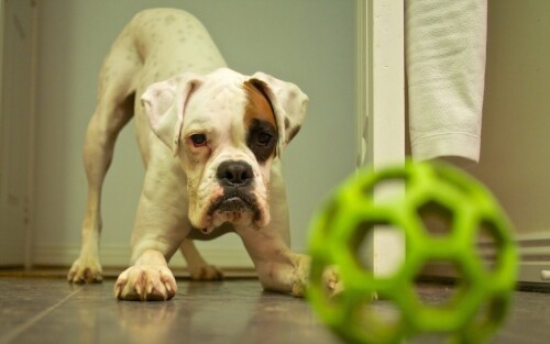 dogs2_0594.jpg