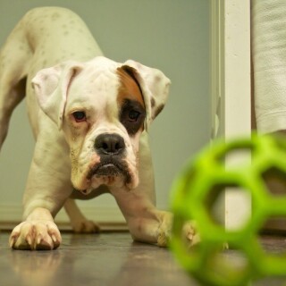 dogs2_0594