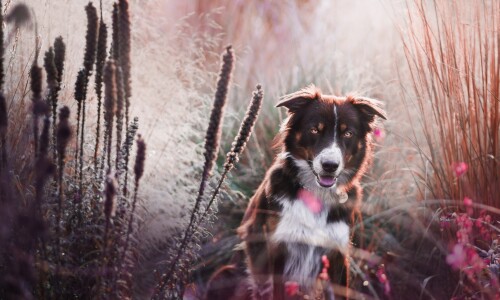 dogs2_0597.jpg
