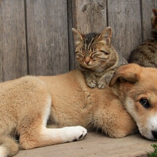 dogs2_0599