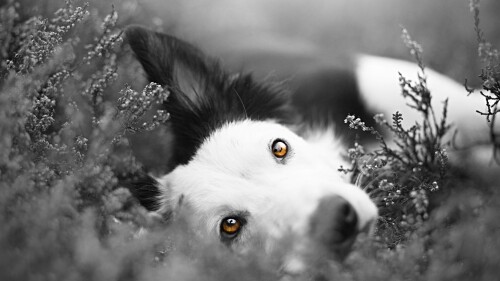 dogs2_0600.jpg