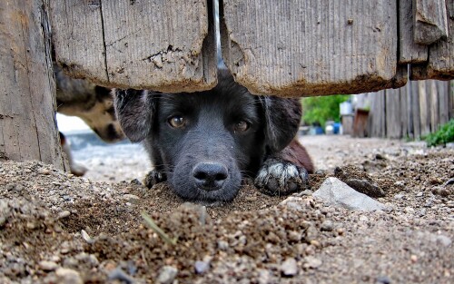 dogs2_0601.jpg