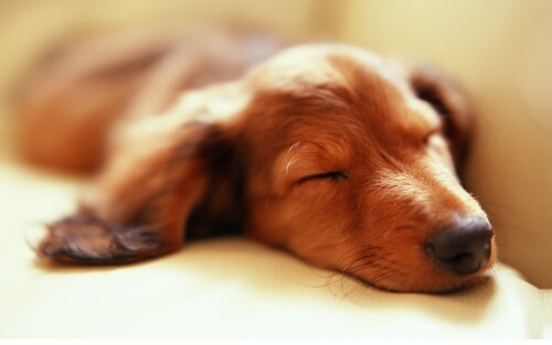 dogs2_0607.jpg
