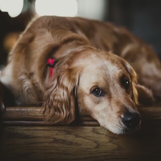 dogs2_0612