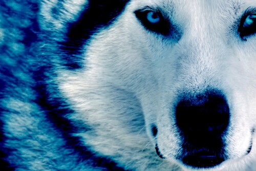 dogs2_0614.jpg