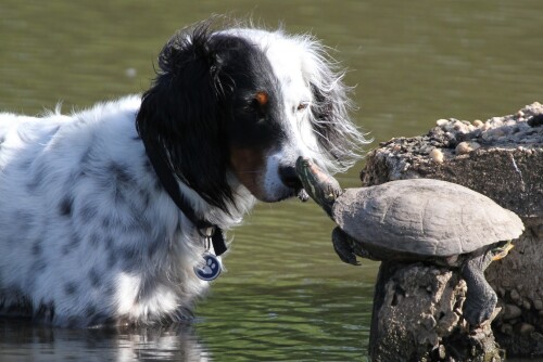 dogs2_0620.jpg