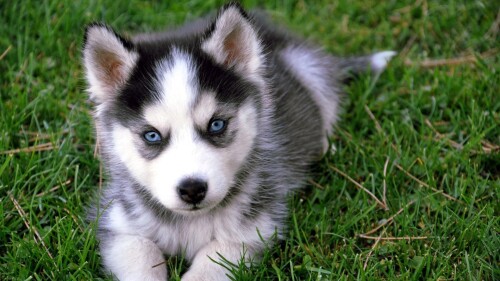dogs2_0624.jpg
