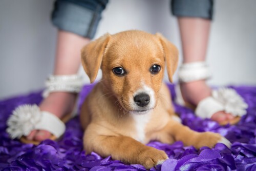dogs2_0632.jpg