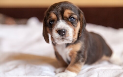 dogs2_0633.jpg