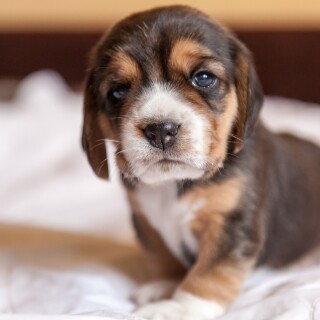 dogs2_0633