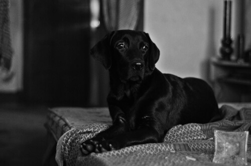 dogs2_0634.jpg
