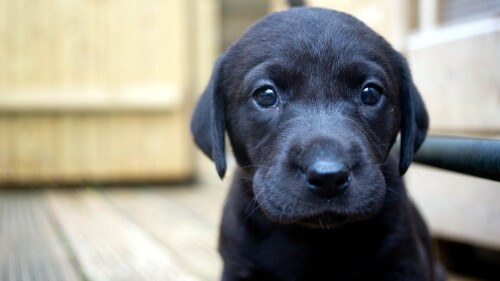 dogs2_0638.jpg