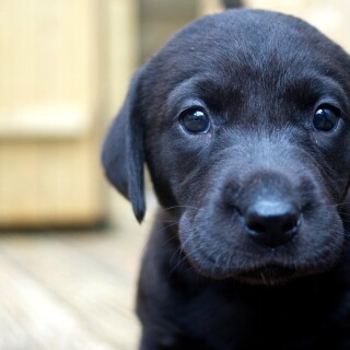 dogs2_0638