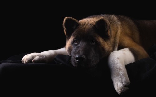 dogs2_0643.jpg