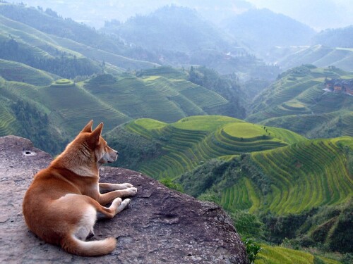dogs2_0644.jpg